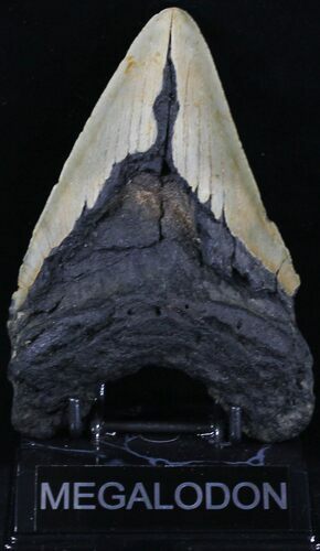 Giant Megalodon Tooth - North Carolina #21662